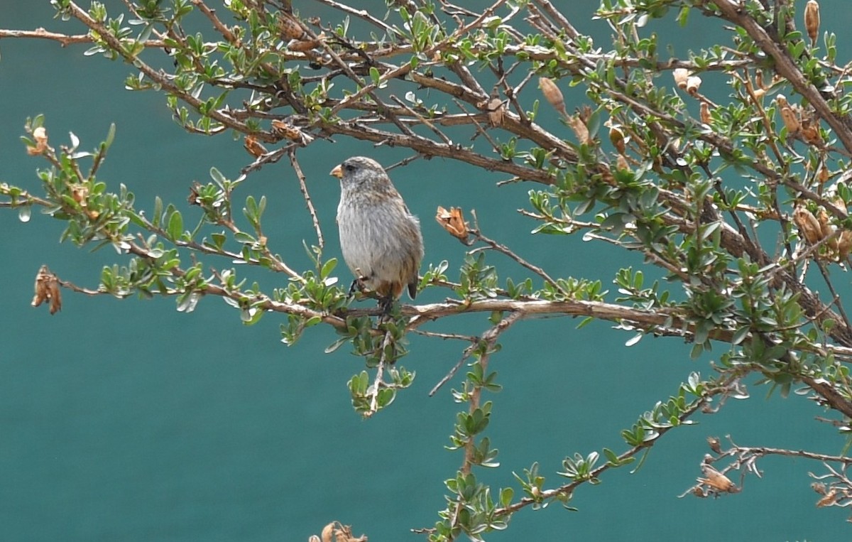Band-tailed Seedeater - ML646177403