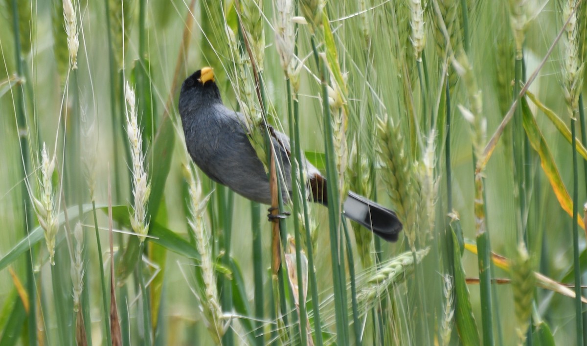 Band-tailed Seedeater - ML646177404