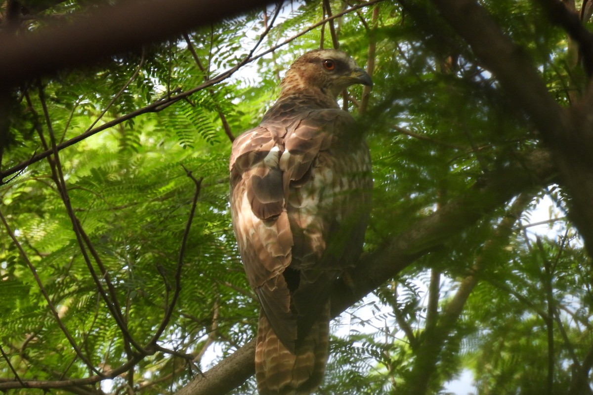 Oriental Honey-buzzard - ML646177405