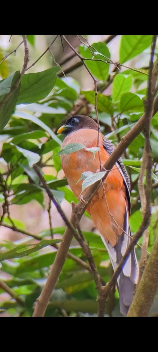 Philippine Trogon - ML646177406