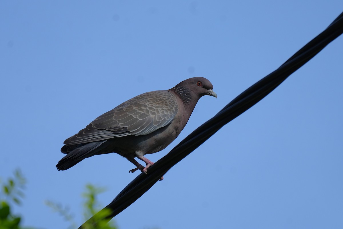 Pikazuro Güvercini - ML646177407