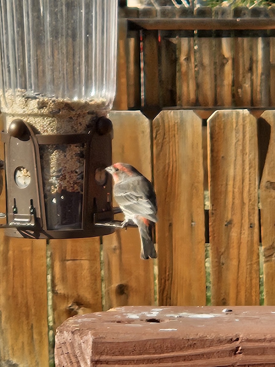 House Finch - ML646177408