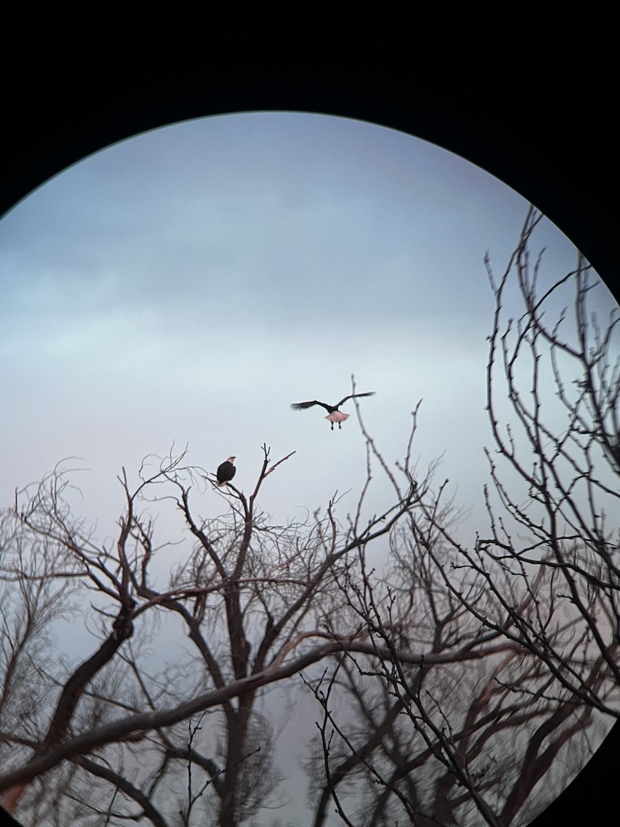 Bald Eagle - ML646177410