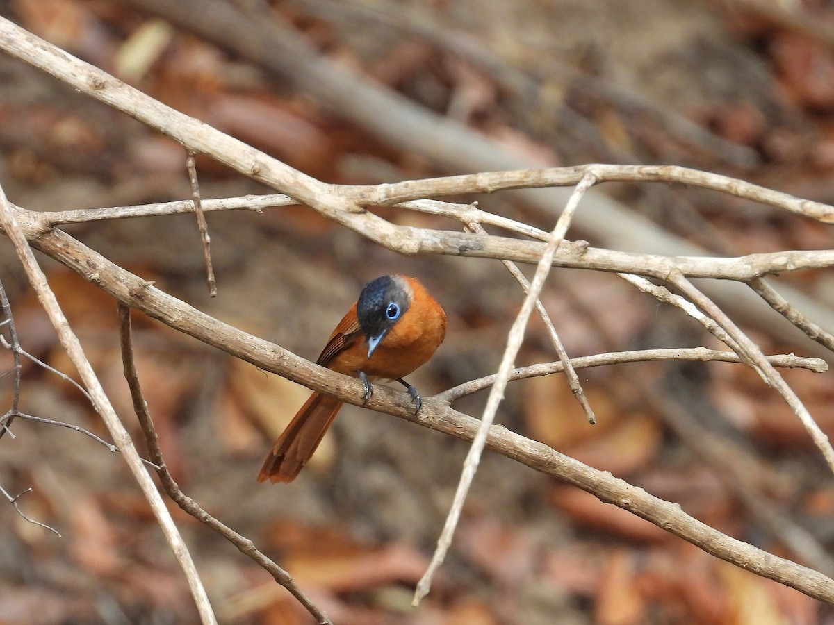 Malagasy Paradise-Flycatcher - ML646177417