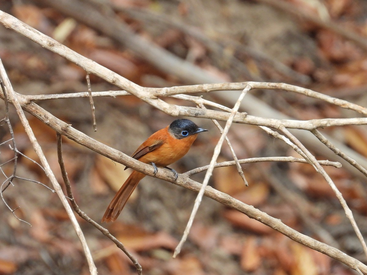 Malagasy Paradise-Flycatcher - ML646177418