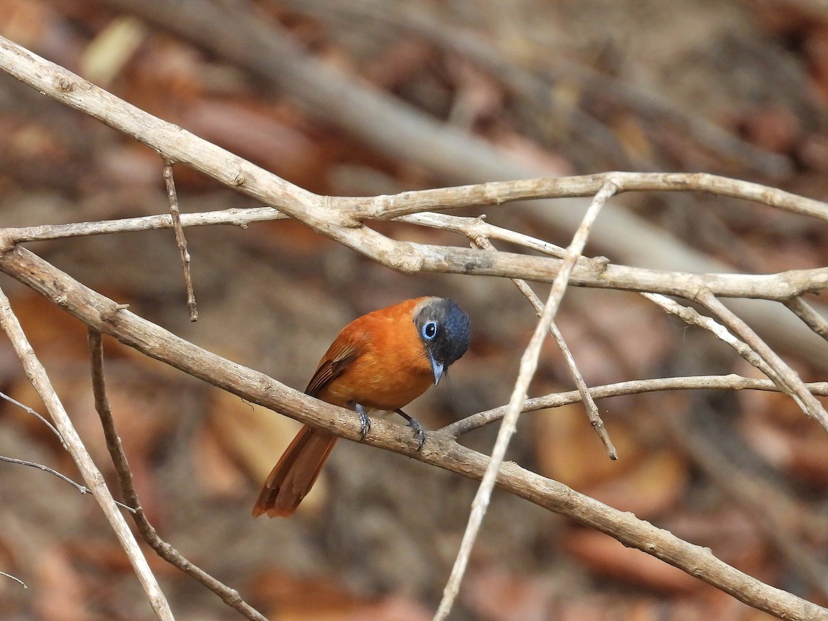 Malagasy Paradise-Flycatcher - ML646177419