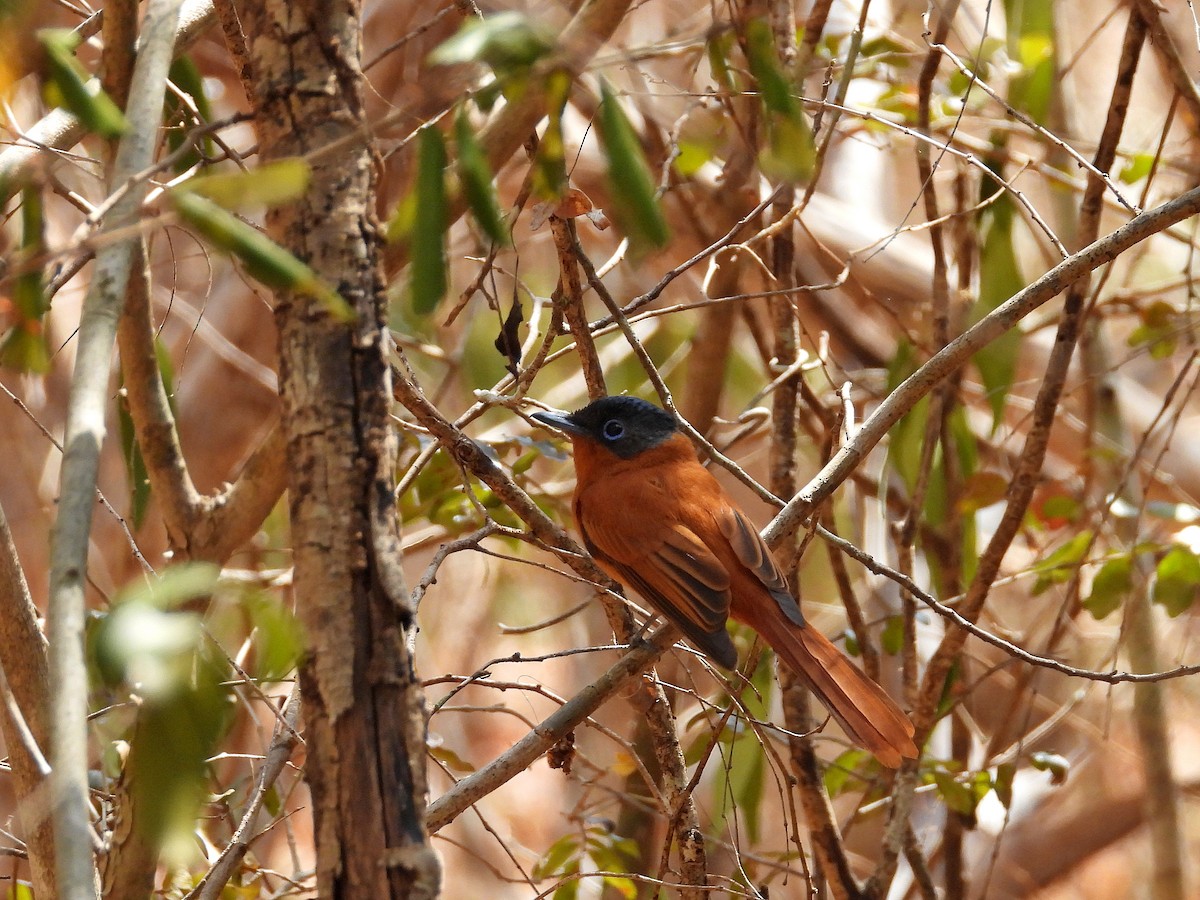 Malagasy Paradise-Flycatcher - ML646177420
