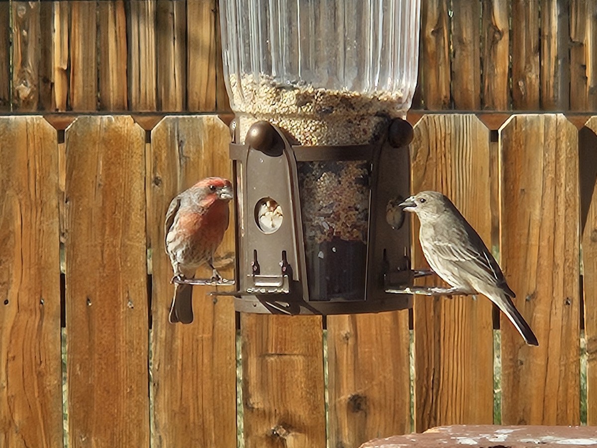 House Finch - ML646177425