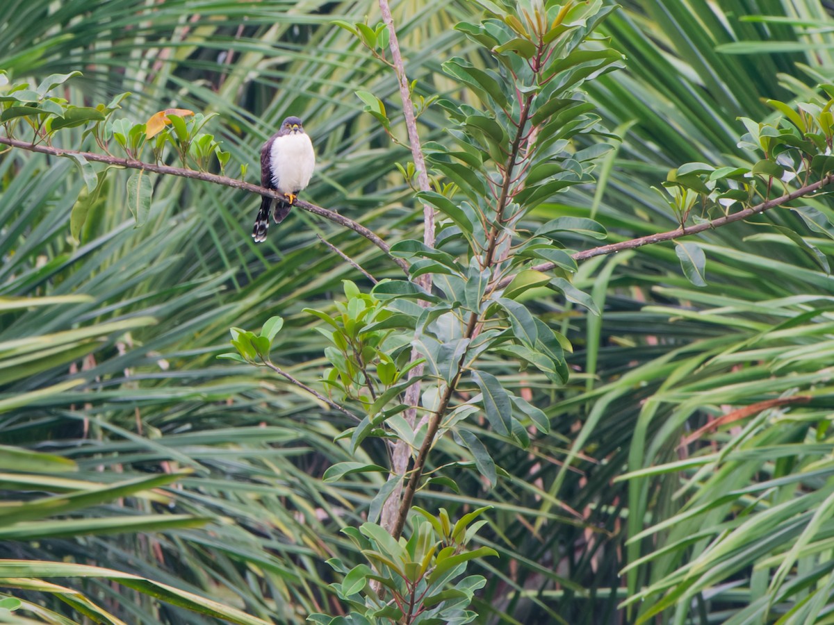 Double-toothed Kite - ML646177426