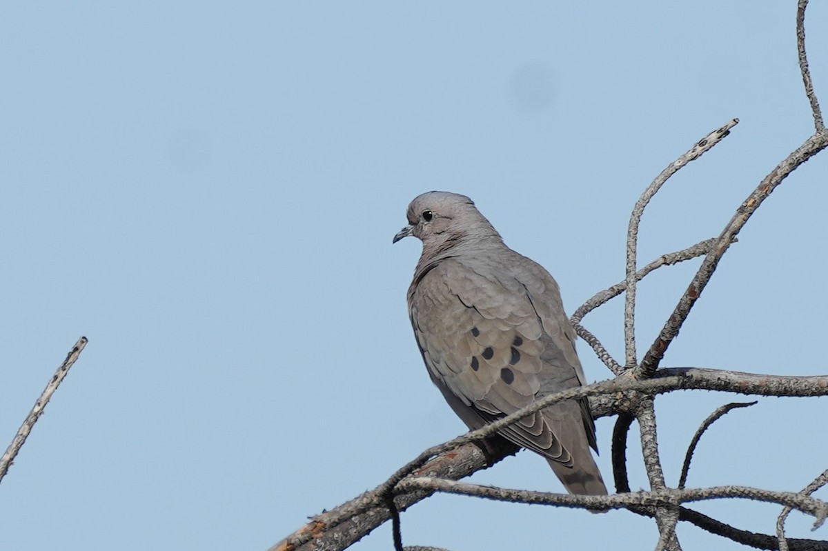 Eared Dove - ML646177427