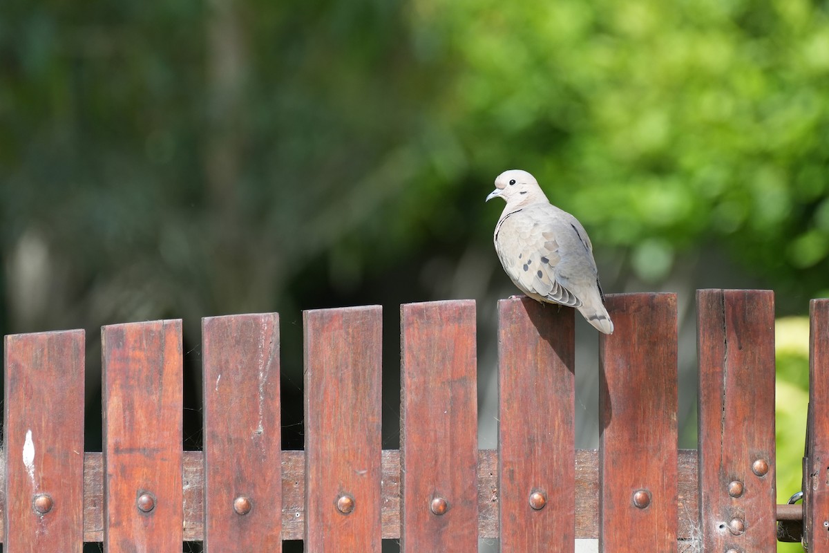Eared Dove - ML646177428