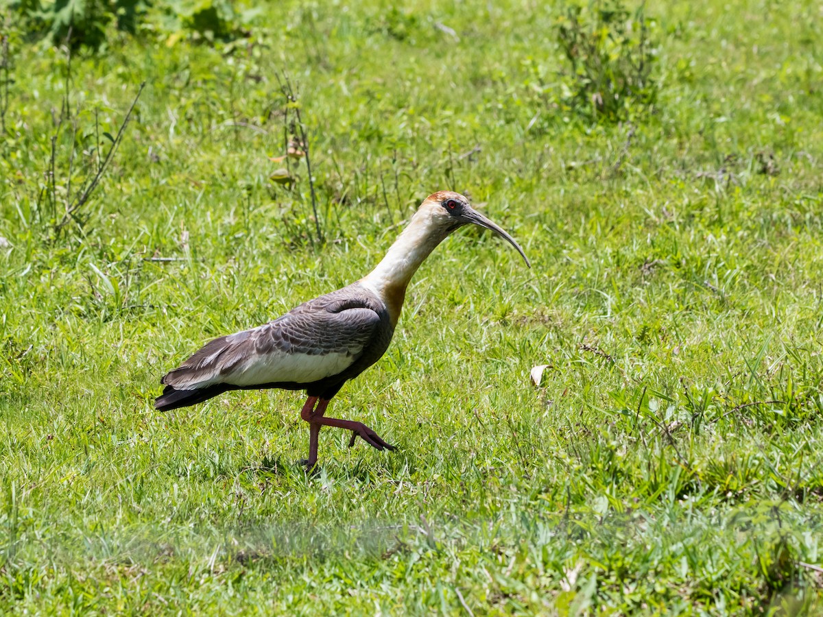 Buff-necked Ibis - ML646177429