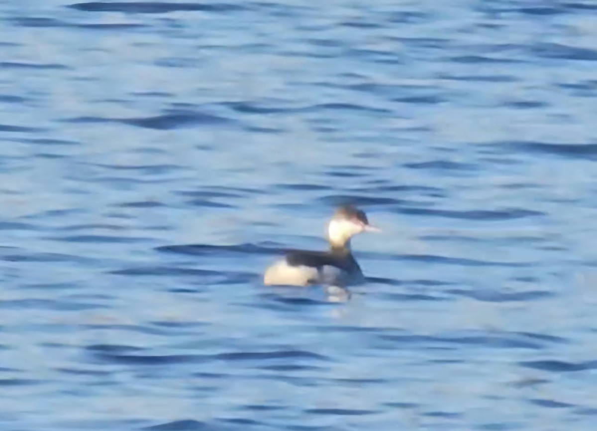 Horned Grebe - ML646177430