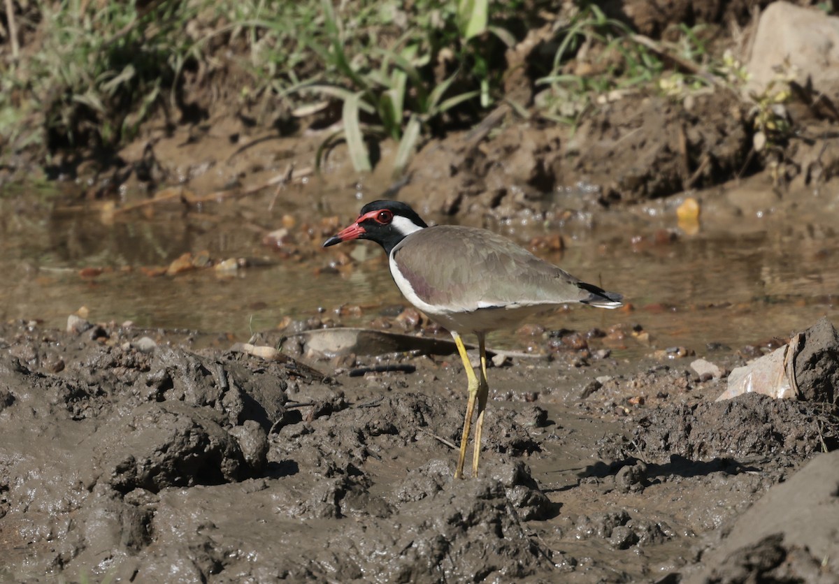 Red-wattled Lapwing - ML646177431