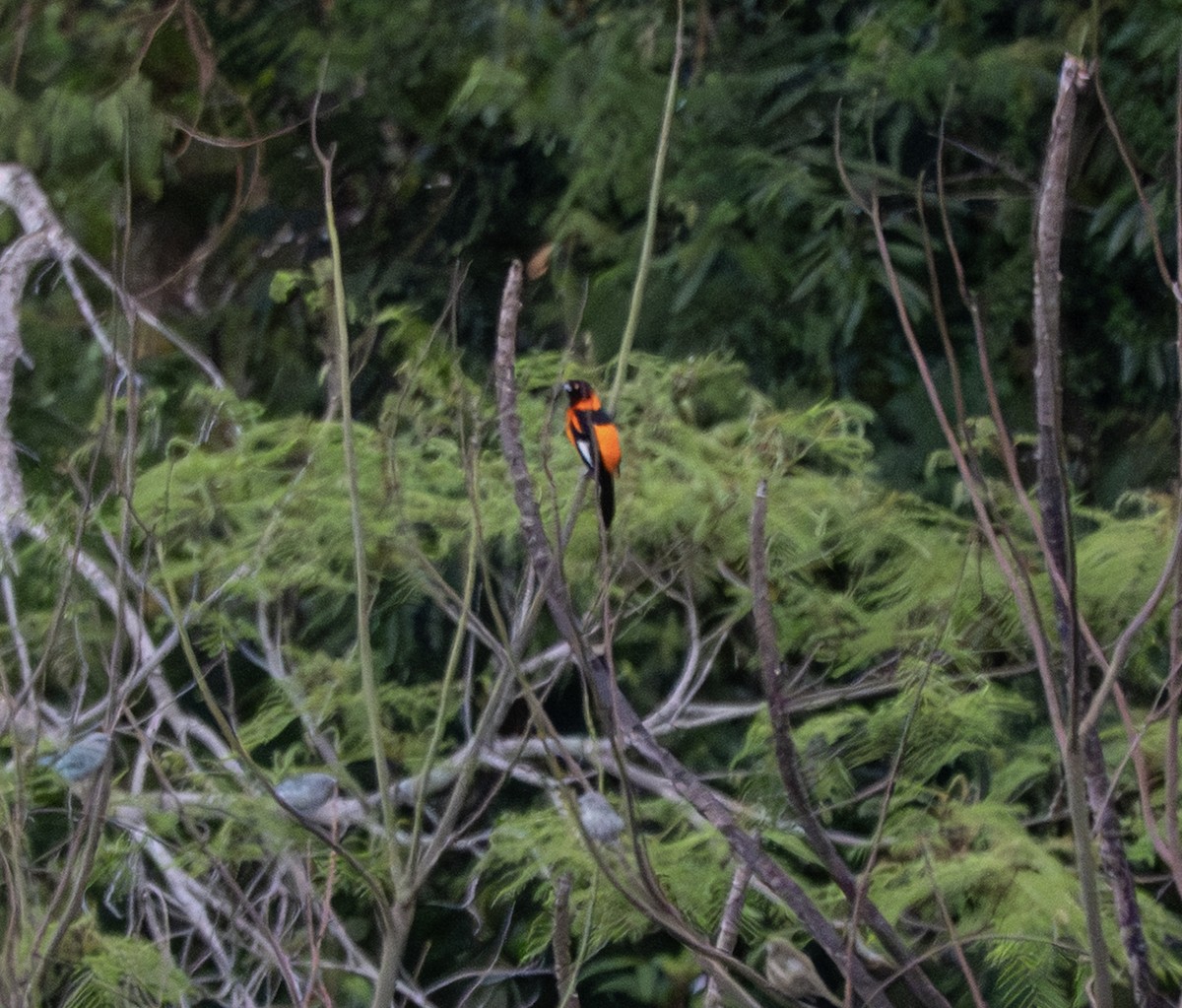 Campo Troupial - ML646177432