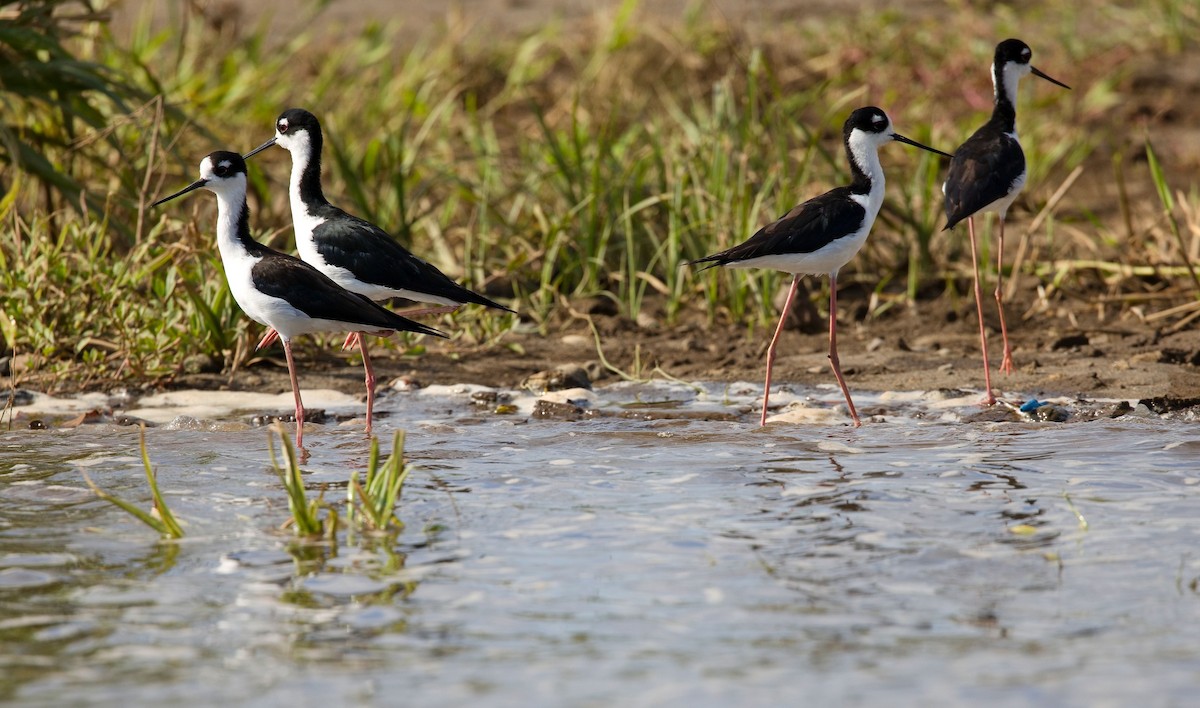 Black-necked Stilt - ML646177434