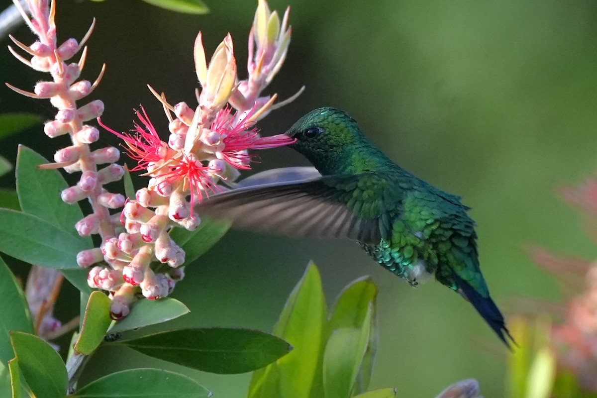 Glittering-bellied Emerald - ML646177435