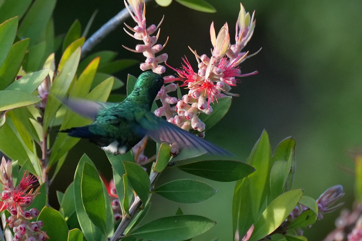 Glittering-bellied Emerald - ML646177436