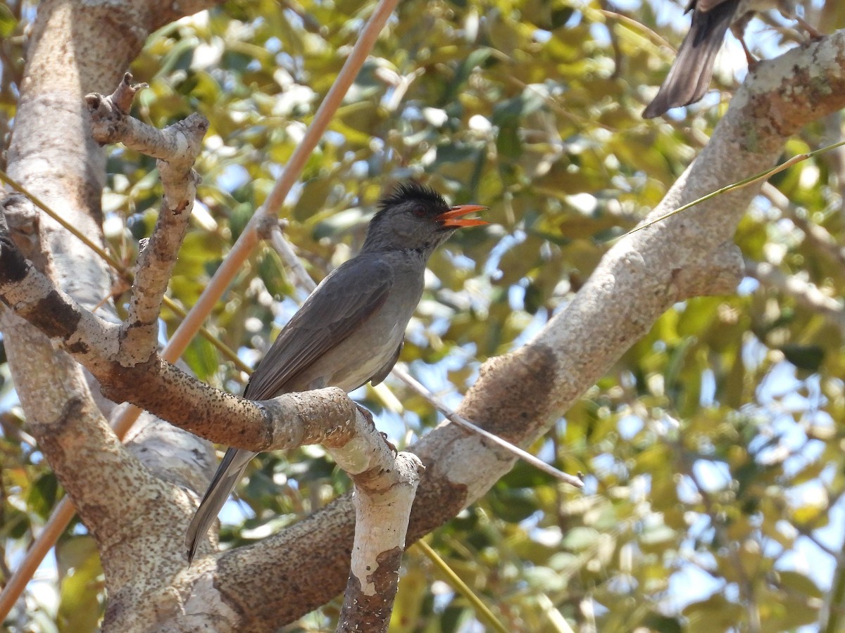 Malagasy Bulbul - ML646177440