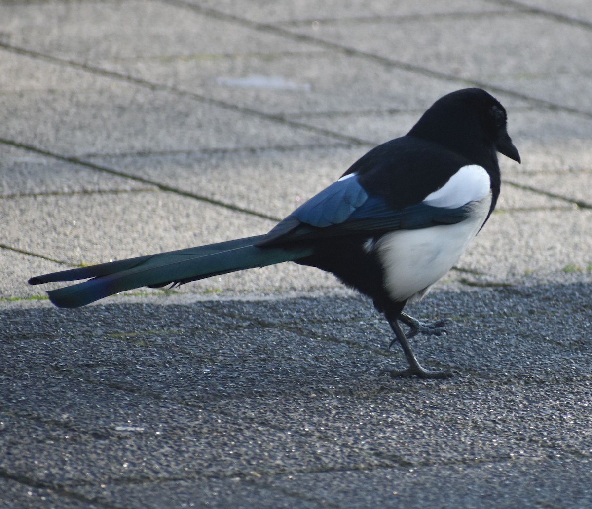 Eurasian Magpie - ML646177442