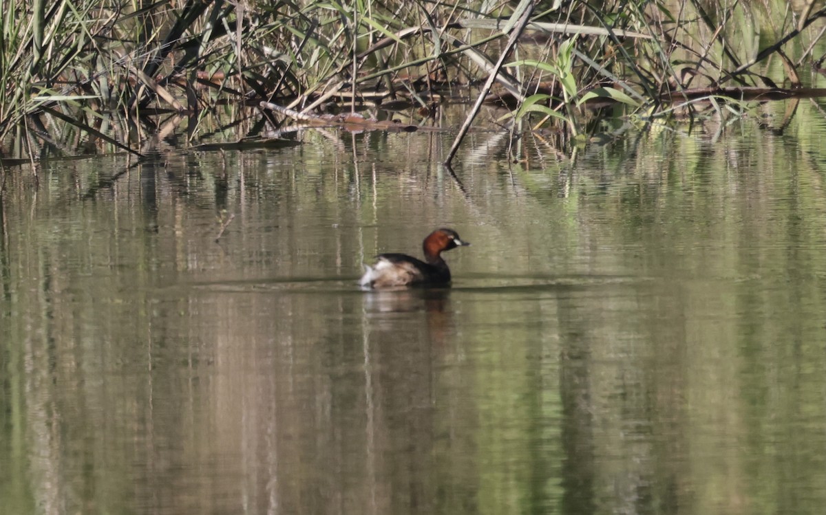 Little Grebe - ML646177443