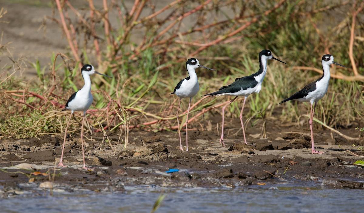 Black-necked Stilt - ML646177444
