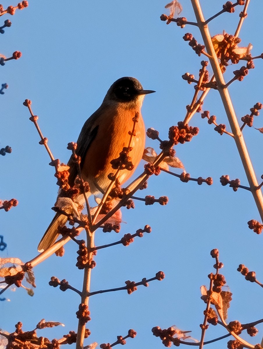 American Robin - ML646177445