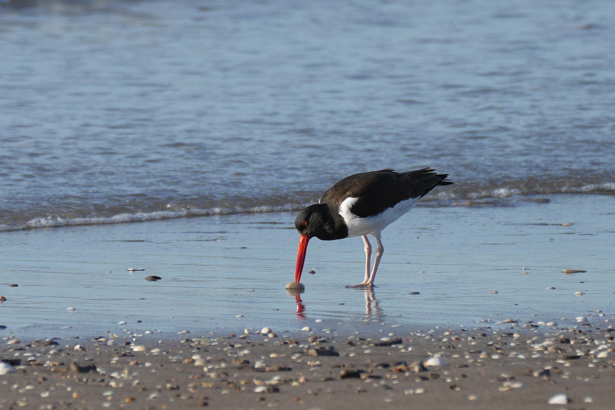 American Oystercatcher - ML646177446