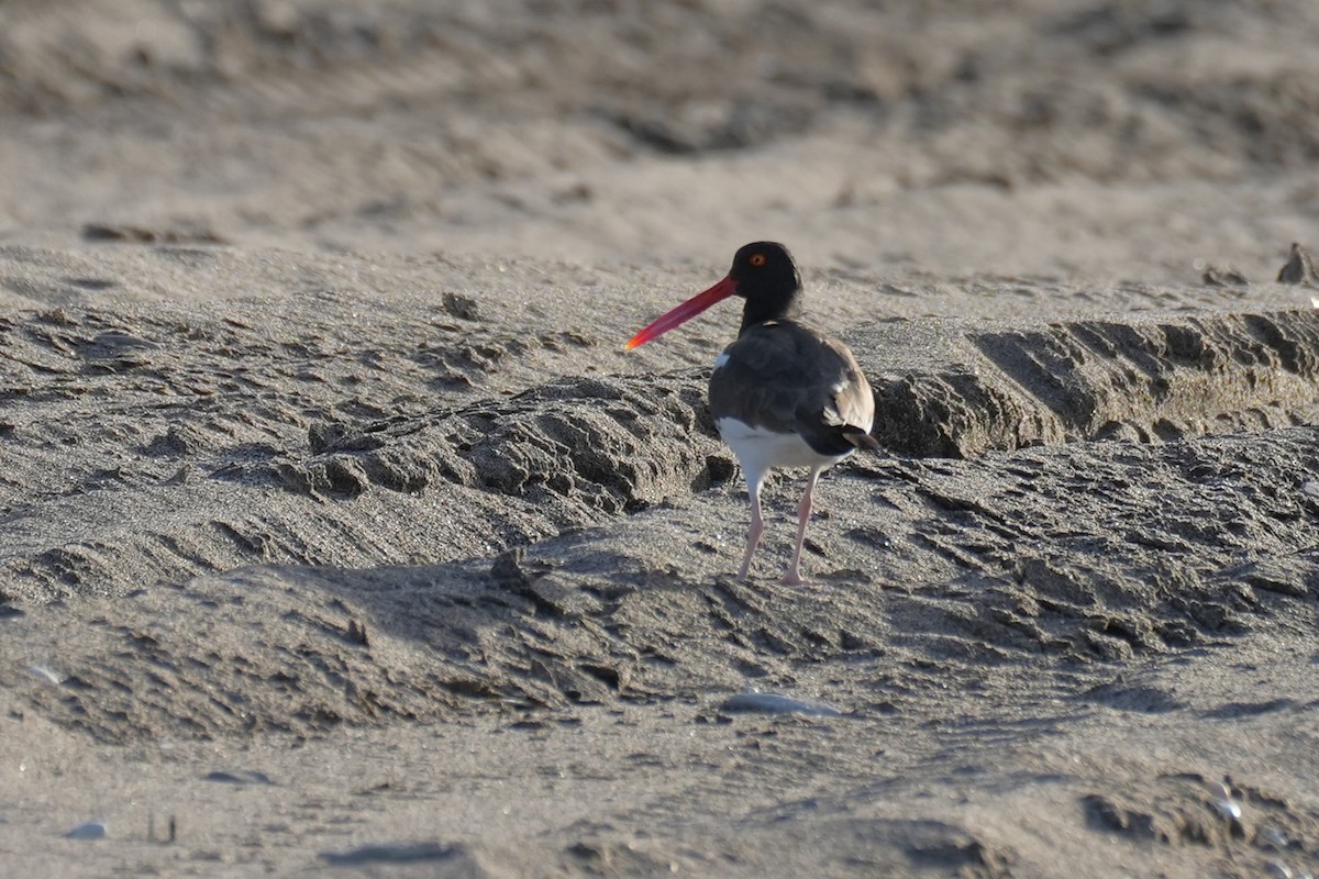 American Oystercatcher - ML646177447