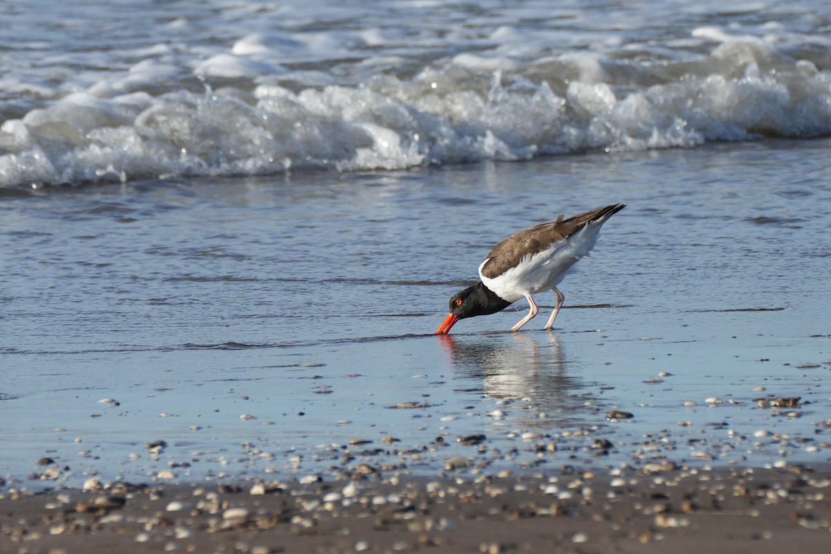American Oystercatcher - ML646177448