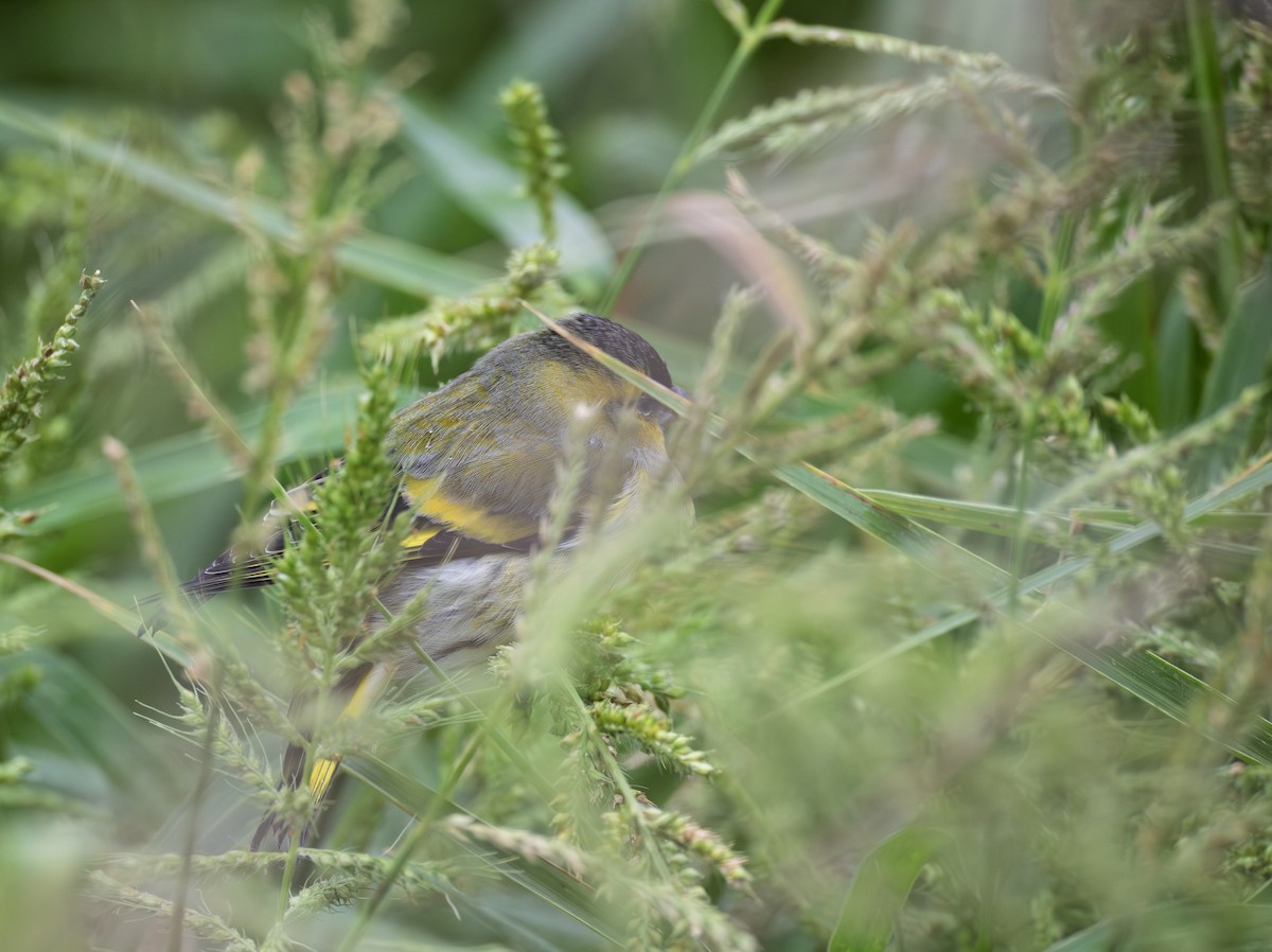 Eurasian Siskin - ML646177450