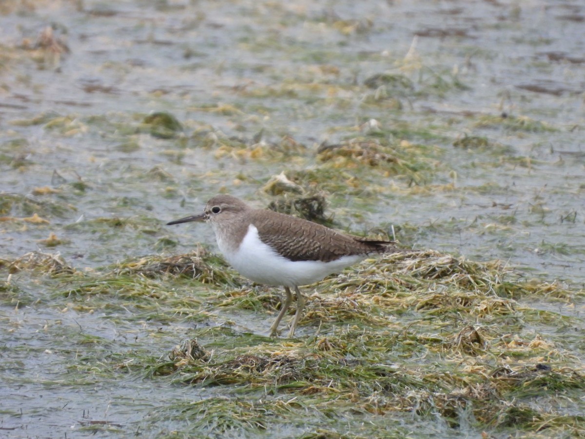 Common Sandpiper - ML646177453