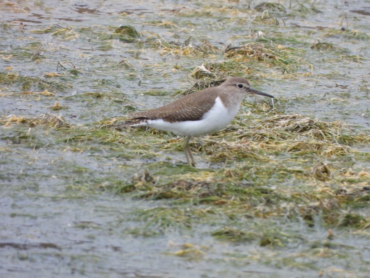 Common Sandpiper - ML646177454