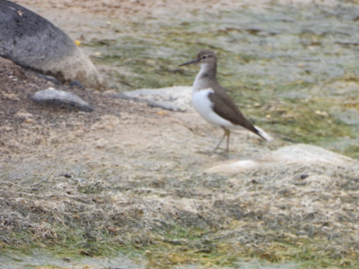 Common Sandpiper - ML646177455