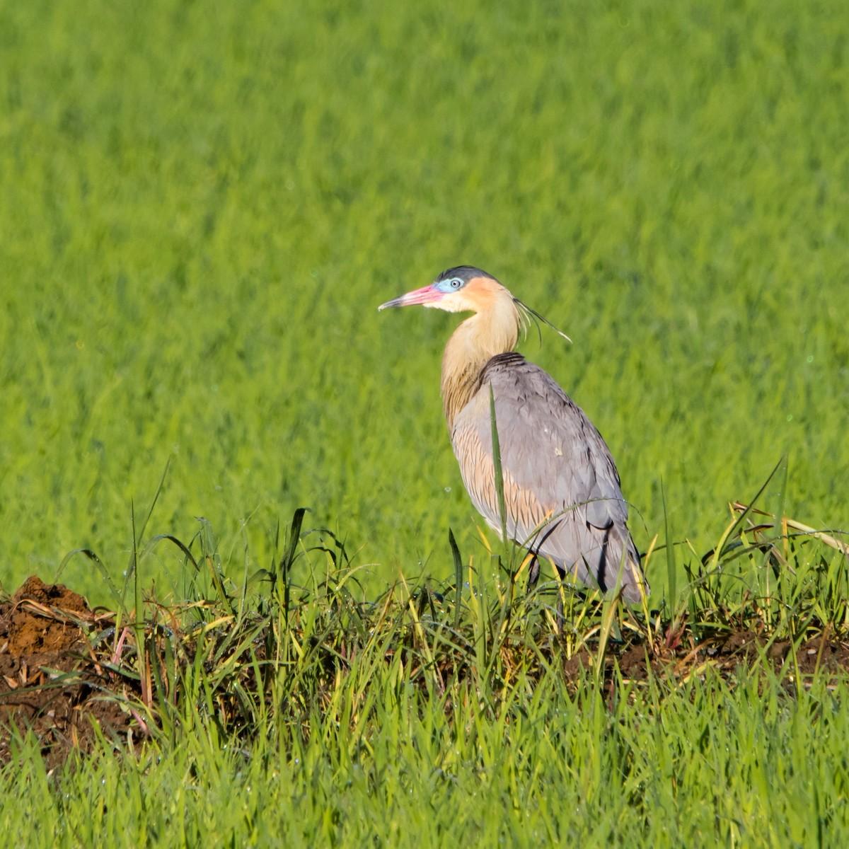 Whistling Heron - ML646177469