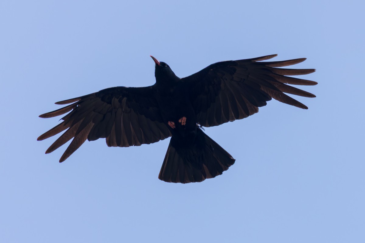 ベニハシガラス - ML646177475