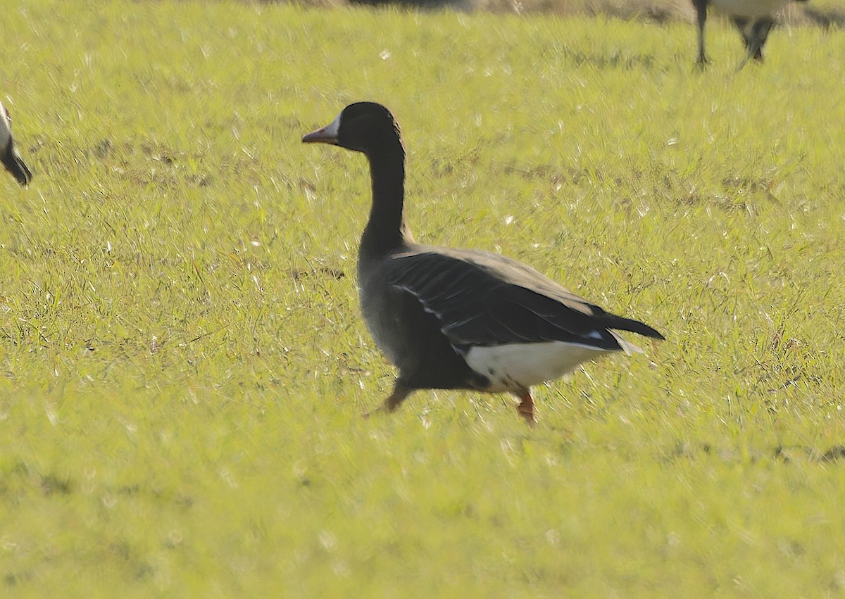 husa běločelá - ML646177478