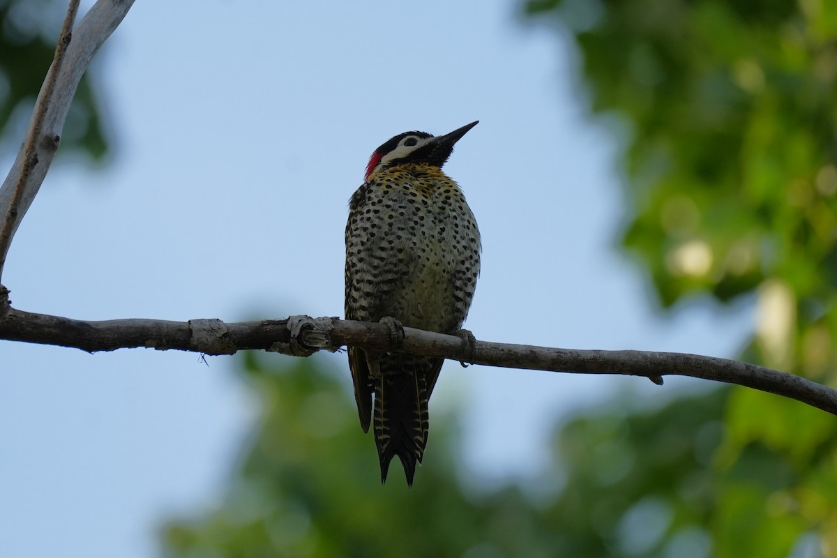 Grünbindenspecht - ML646177479