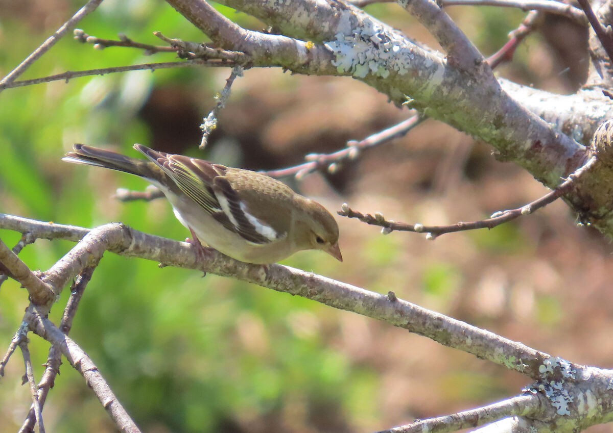 פרוש מצוי - ML646177482