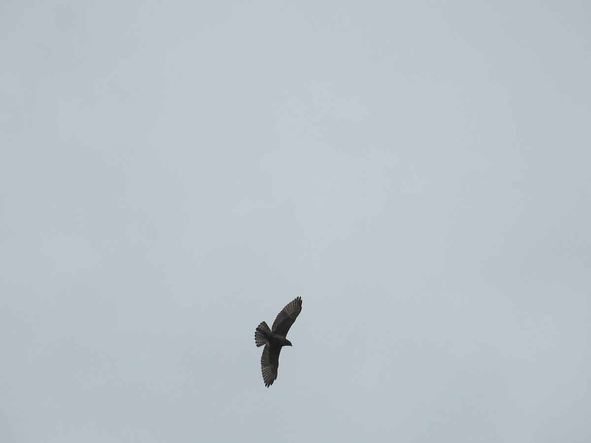 Broad-winged Hawk - ML646177483