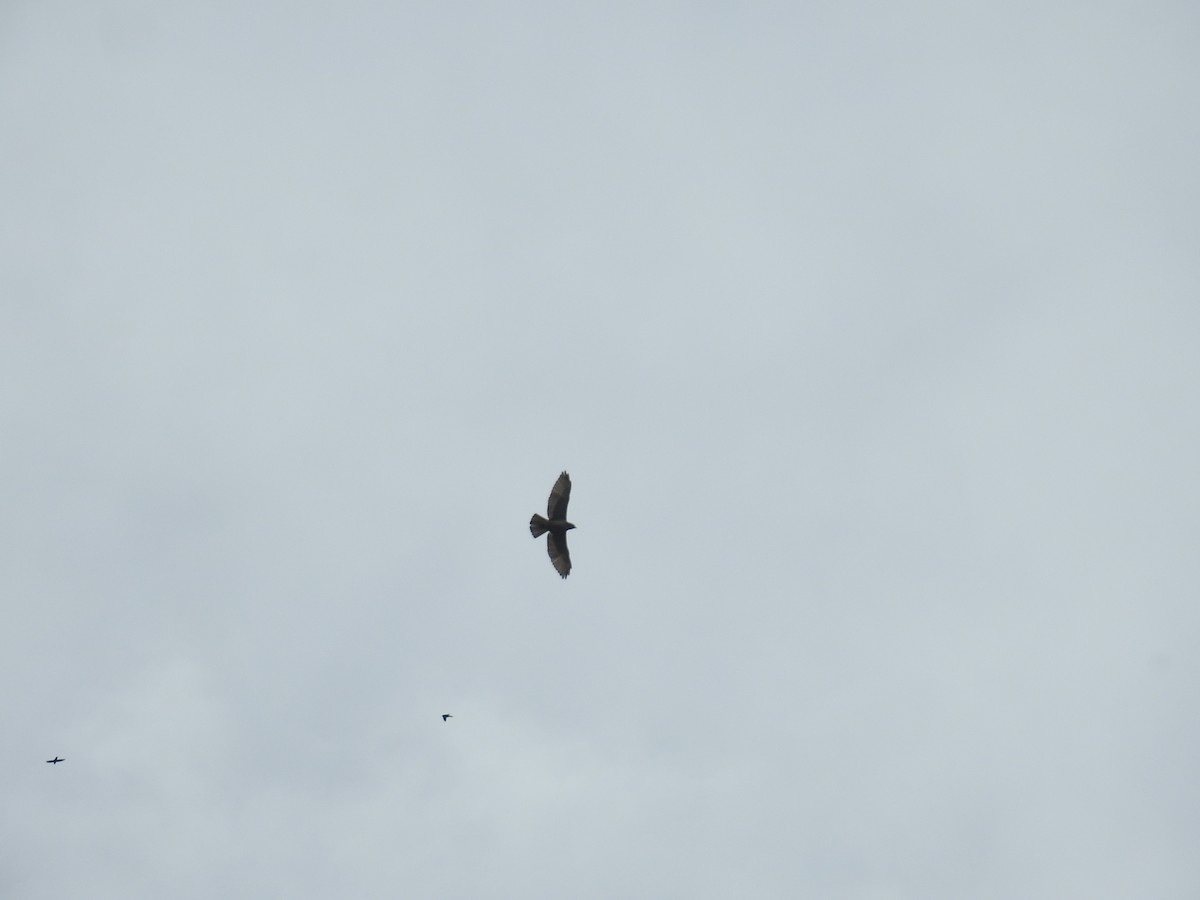 Broad-winged Hawk - ML646177484