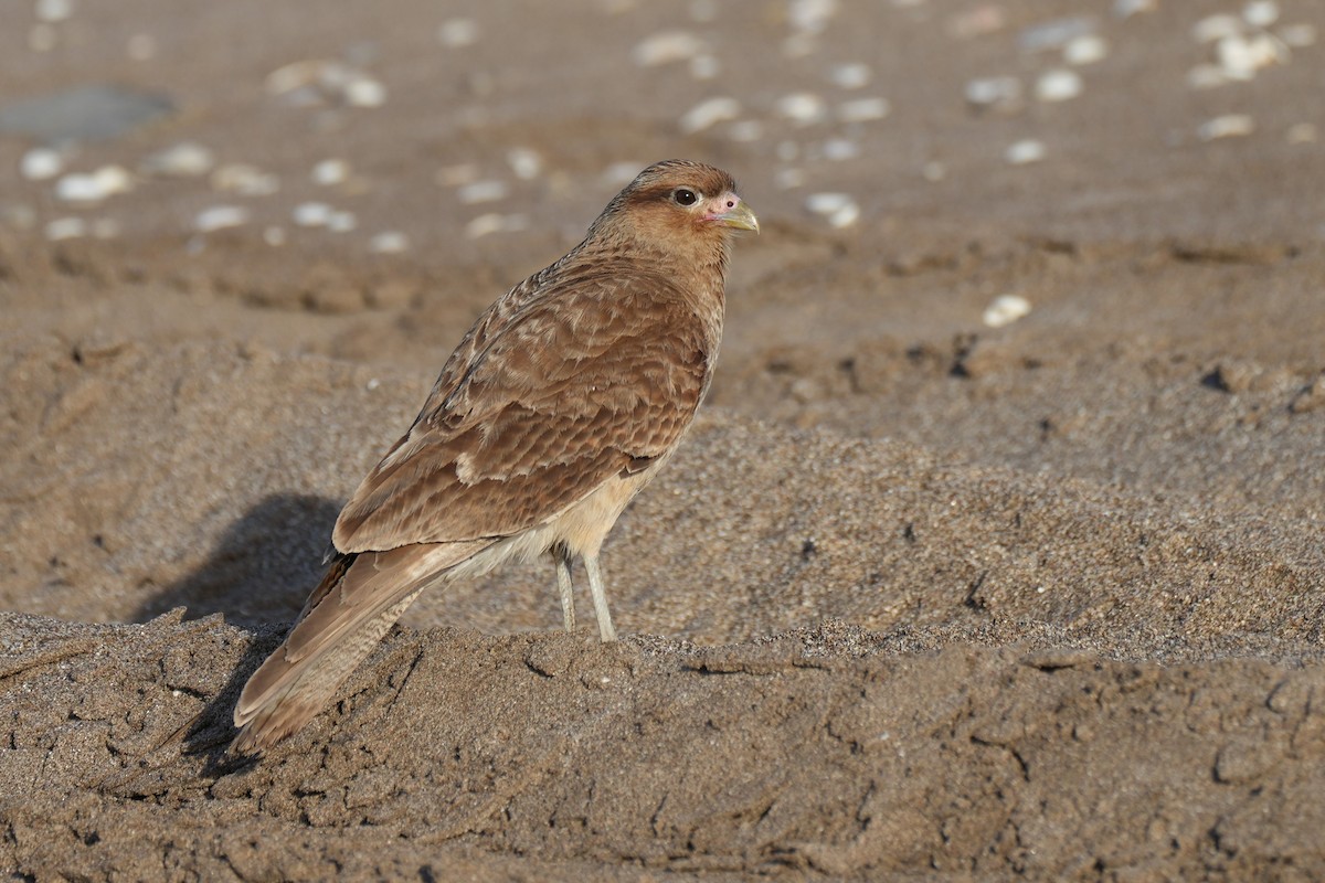 Chimango Caracara - ML646177485