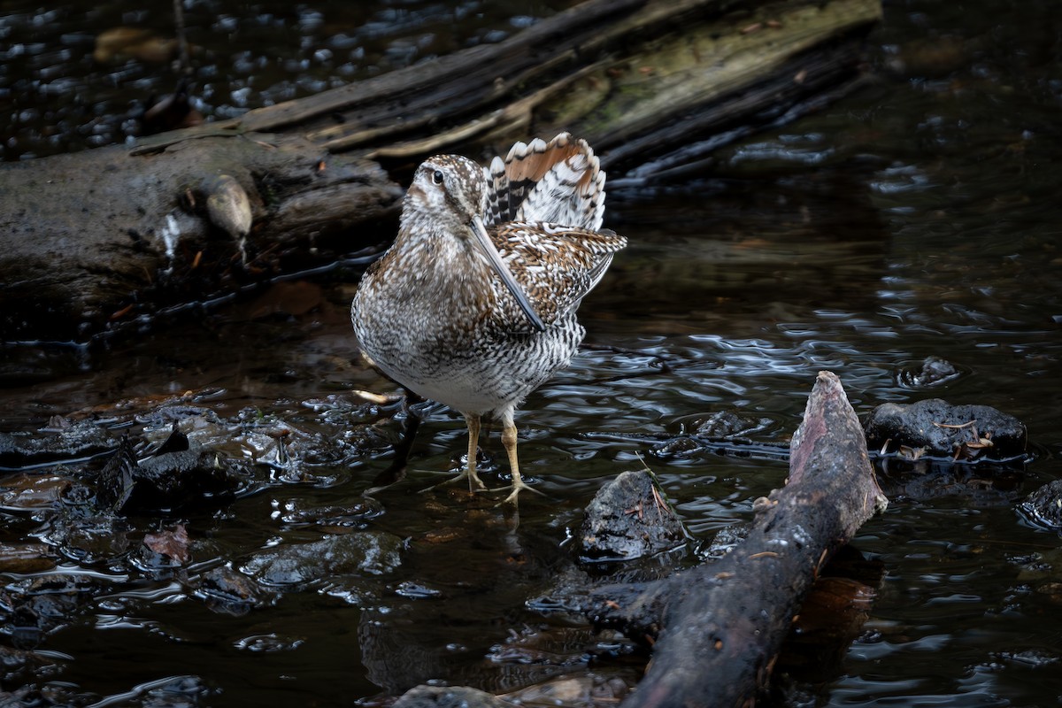 Solitary Snipe - ML646177487