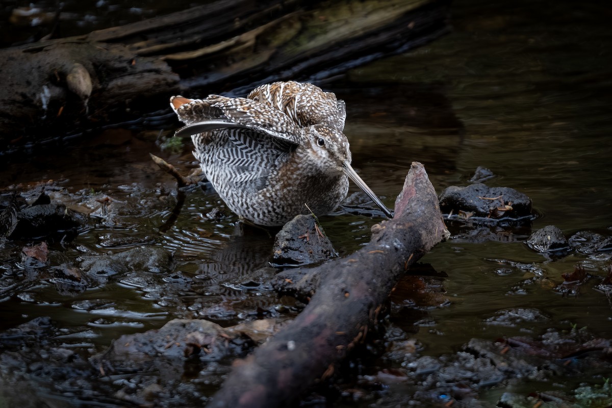 Solitary Snipe - ML646177488