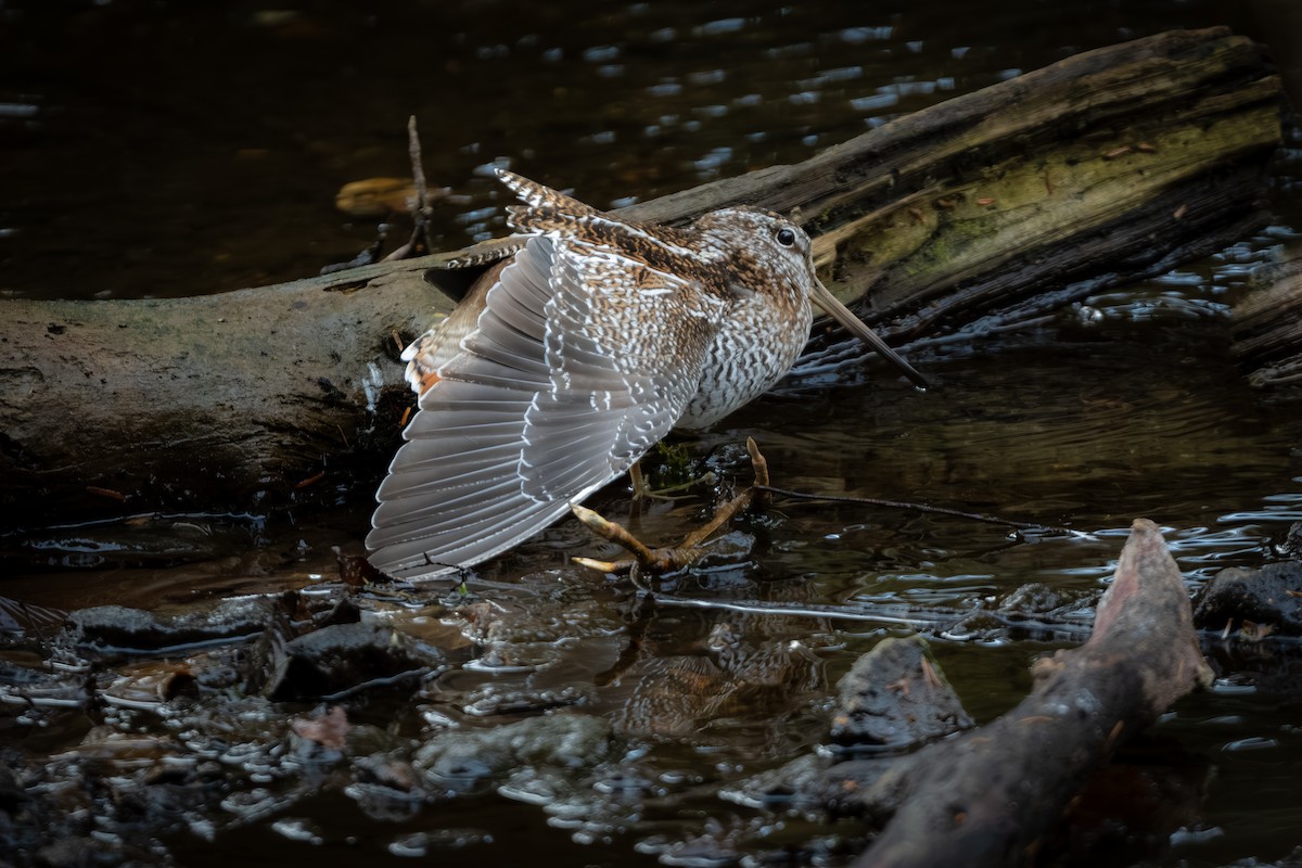 Solitary Snipe - ML646177489