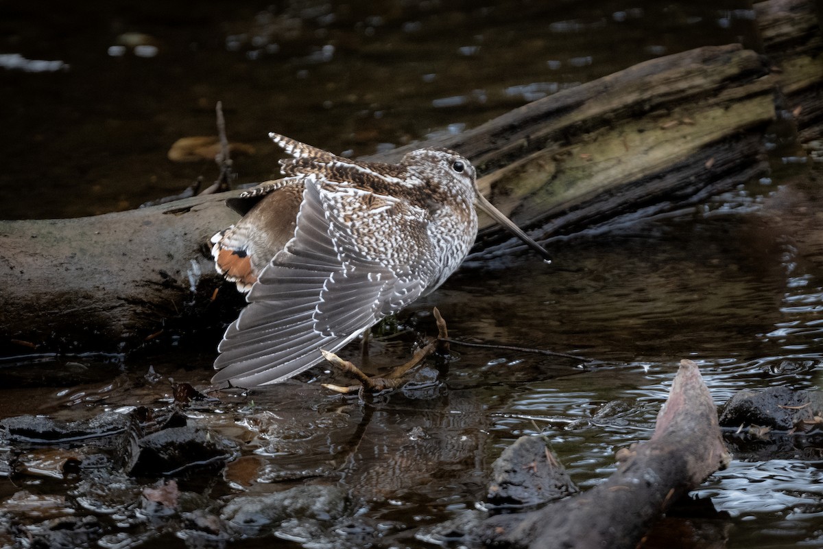Solitary Snipe - ML646177490