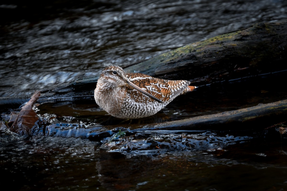 Solitary Snipe - ML646177491