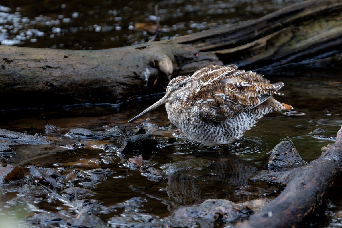 Solitary Snipe - ML646177492