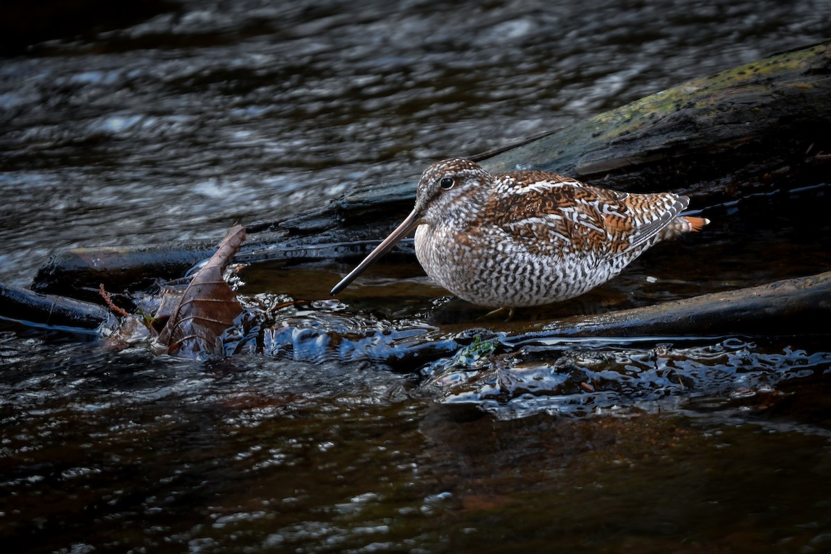 Solitary Snipe - ML646177493