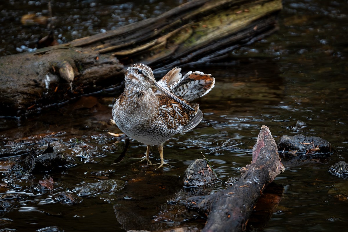 Solitary Snipe - ML646177494